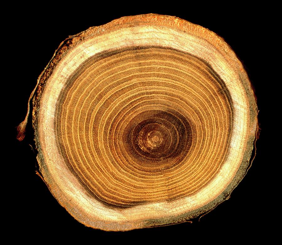 Growth Rings On Tree Trunk Photograph By Sheila Terry Science Photo Library