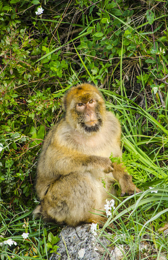 Grumpy Barbary Ape Photograph by Deborah Smolinske