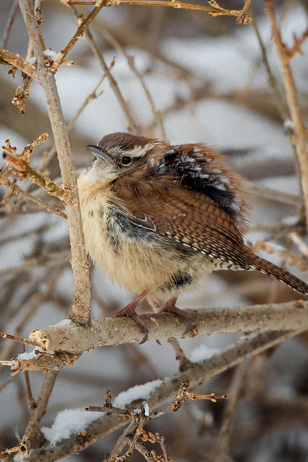 Wren Photograph - Grumpy Bird by Bill Wakeley