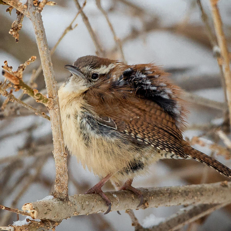 Grumpy Bird Square Photograph by Bill Wakeley