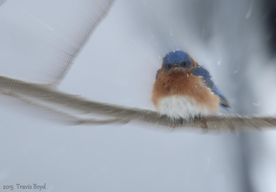 Wildlife Photograph - Grumpy Blue Focal by Travis Boyd