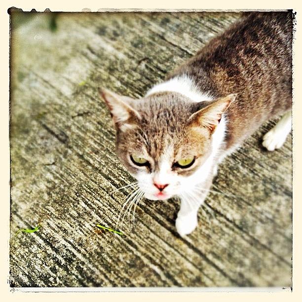 Cat Photograph - Grumpy Cat  by Candace Fowler