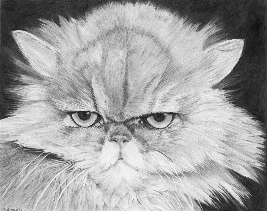 Cat Drawing - Grumpy Cat by Sandra Weiner