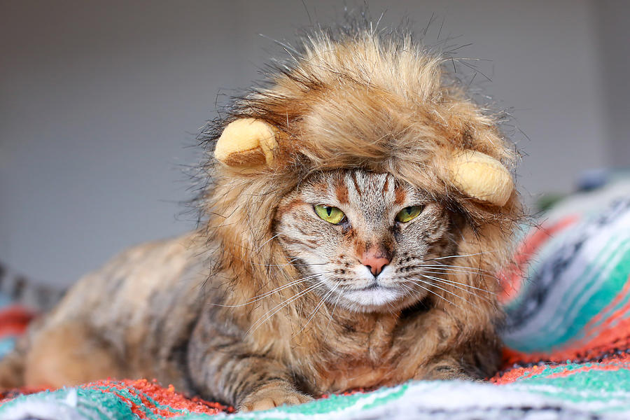 Grumpy Cat Wearing Lion Costume Photograph by Jena Ardell