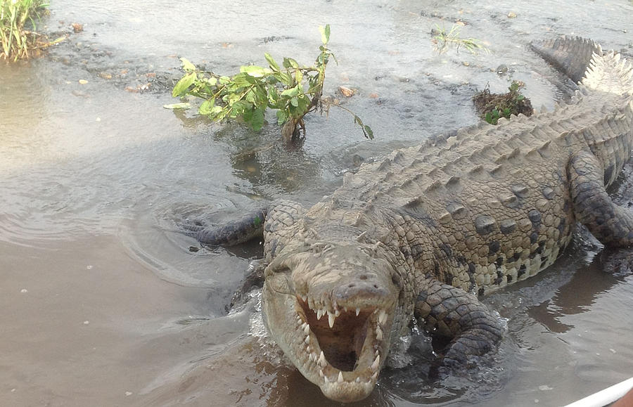 Grumpy Crocodile  Photograph by Lisa Piper