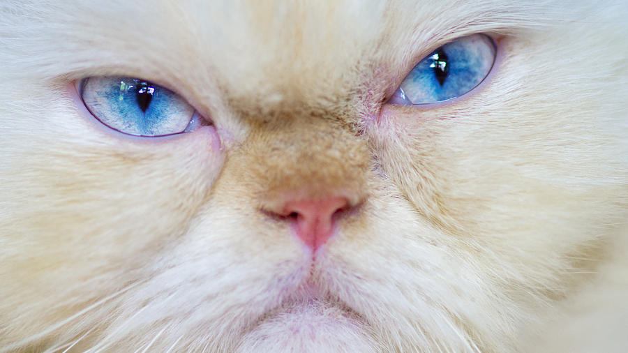 Grumpy Himalayan Cat, close up Photograph by Kryssia Campos