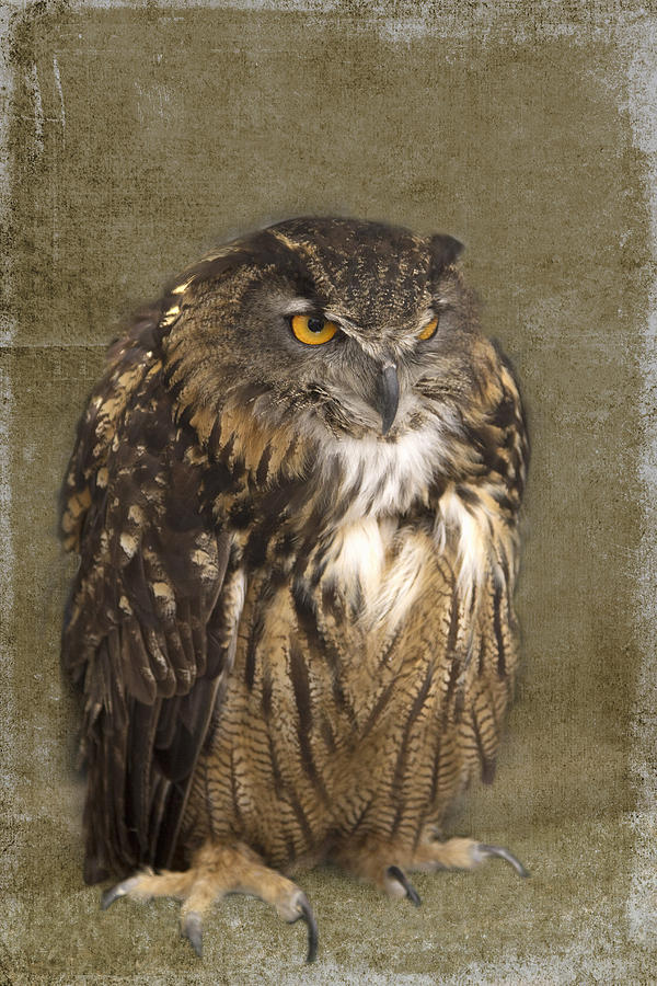 Grumpy Owl Photograph by Rebecca Cozart