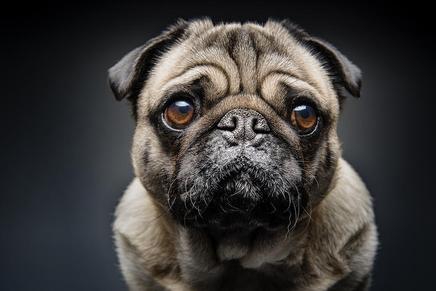 Grumpy Pug With a Very Sad Face Photograph by ClarkandCompany