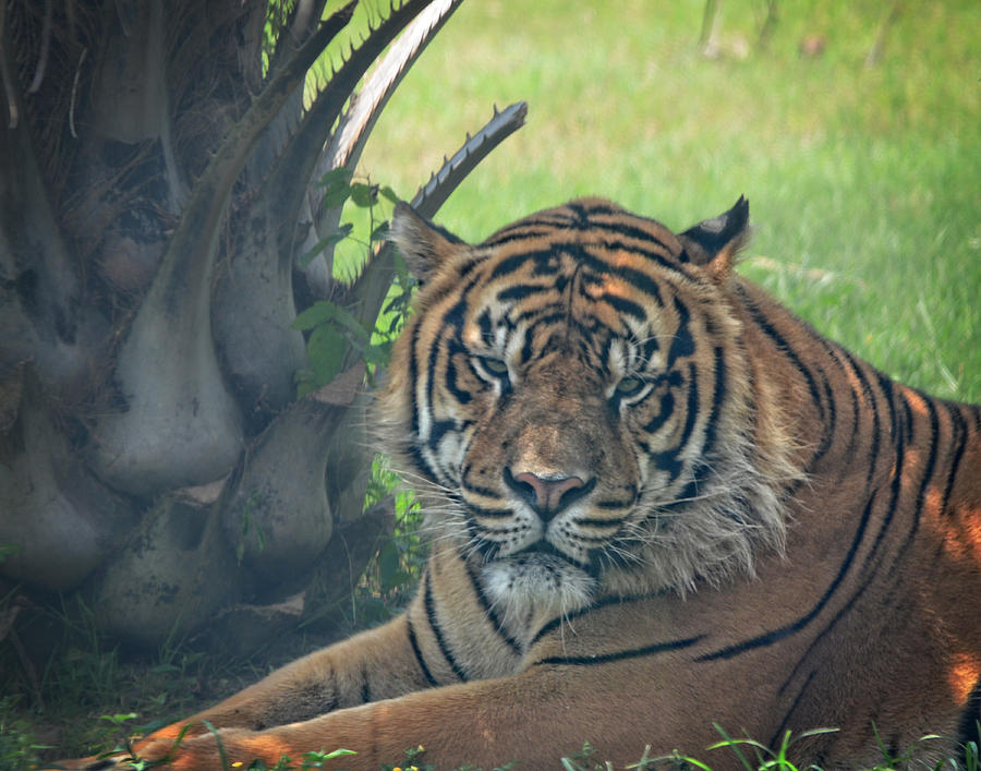 Grumpy Tiger Photograph by Maggy Marsh