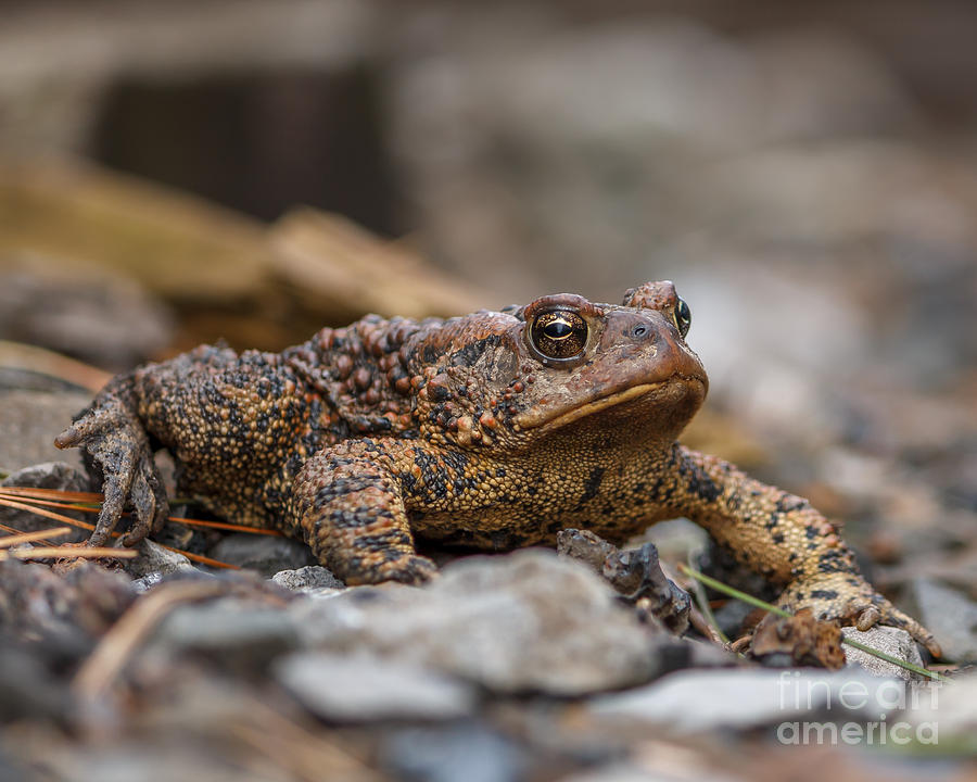 Wildlife Photograph - Grumpy Toad by Rebecca Brooks