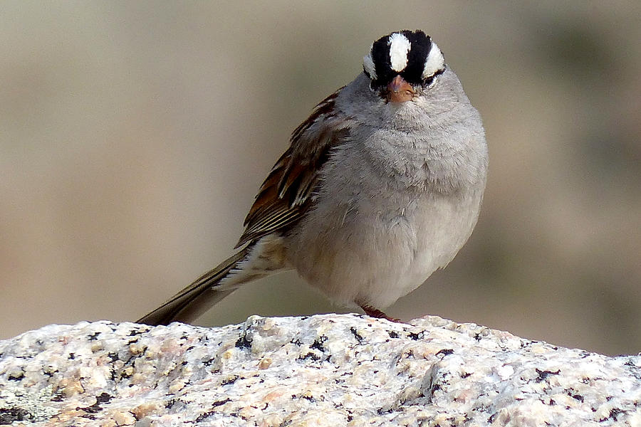 Grumpy white crowned sparrow Photograph by Thomas Samida