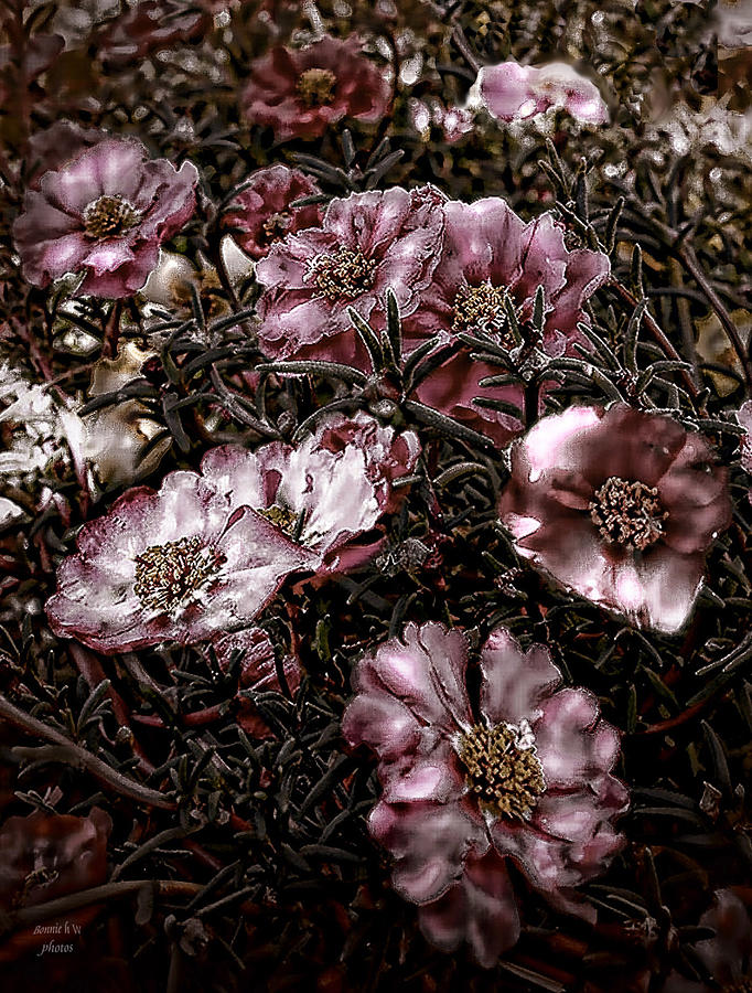 Grundgy pink portulaca Photograph by Bonnie Willis