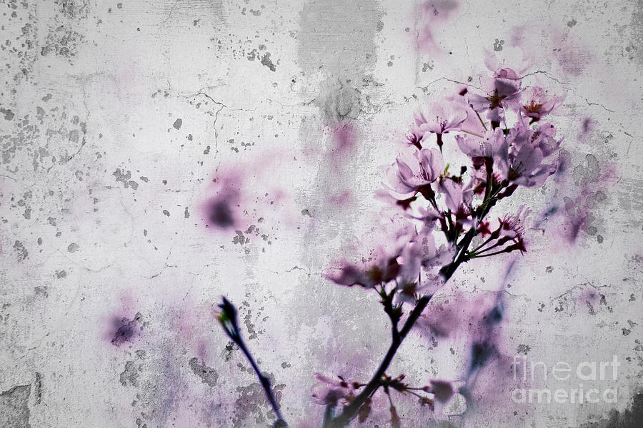 Grunge Cherry Blossoms Over Grey Concrete Wall Photograph by Beverly Claire Kaiya
