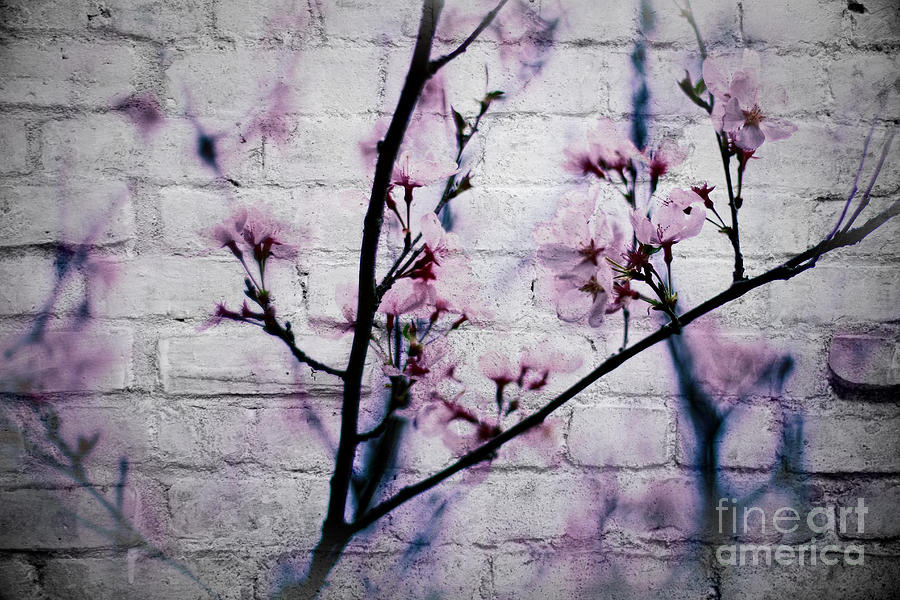 Grunge Cherry Blossoms Over White Brick Wall Photograph by Beverly Claire Kaiya