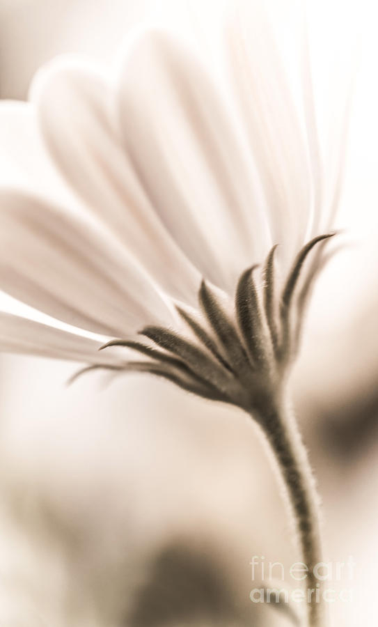 Grunge daisy flower Photograph by Anna Om