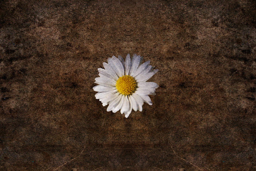 Grunge daisy Photograph by Steve Ball