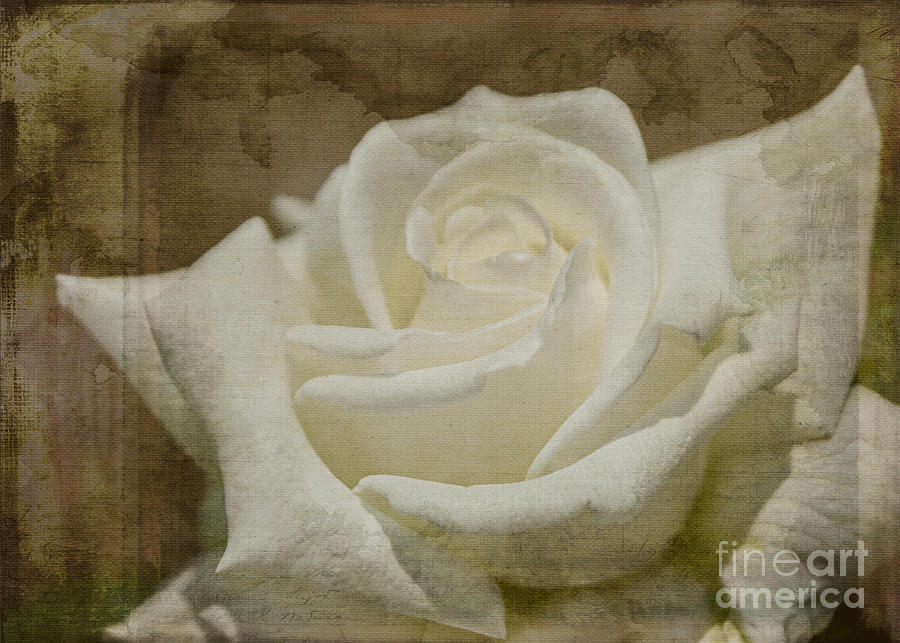 Grunge Rose Photograph by Arlene Carmel