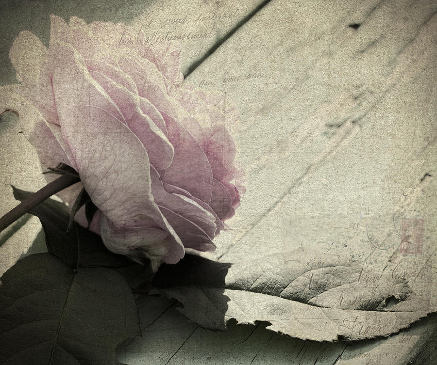 Grunge Textured Pastel Pink Rose Photograph by Kathy Clark