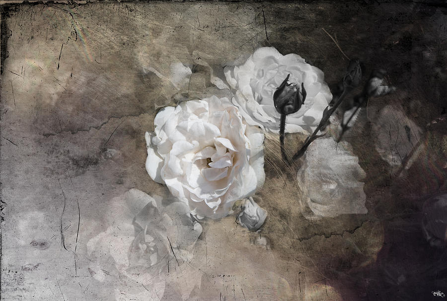 Grunge White Rose Photograph by Evie Carrier