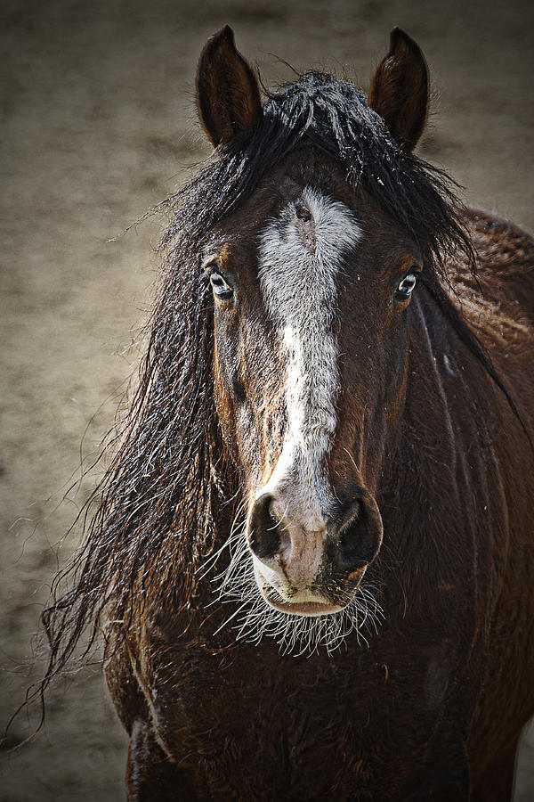 Horse Photograph - Grungy Boy by Wes and Dotty Weber