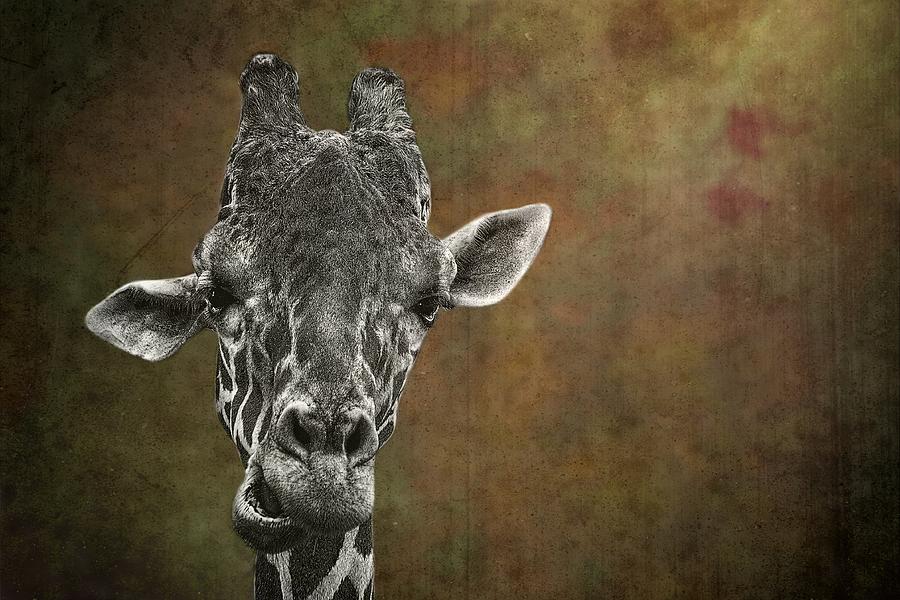 Nature Photograph - Grungy Giraffe 5654 brown by Rudy Umans