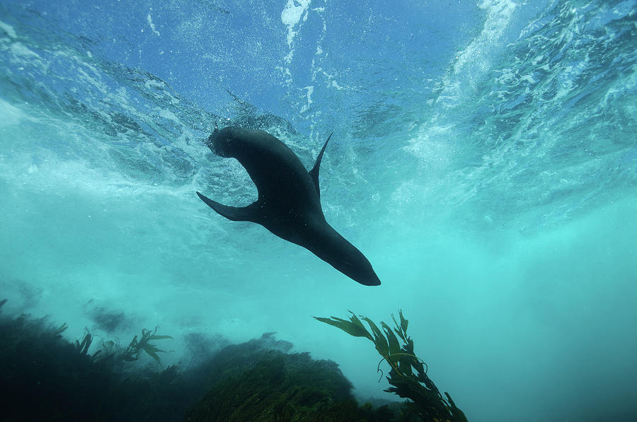 Guadalupe Fur Seal, Islas San Benito Photograph by Morten Beier