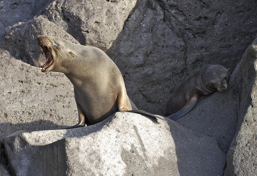 Wildlife Photograph - Guadalupe Fur Seals by Captain Chris Wade
