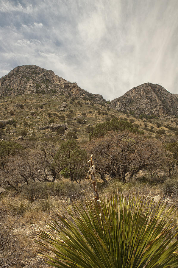 Guadalupe Mountains Vertical Photograph by Melany Sarafis