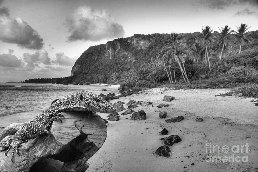 Guam and Iguana Photograph by Scott Cameron
