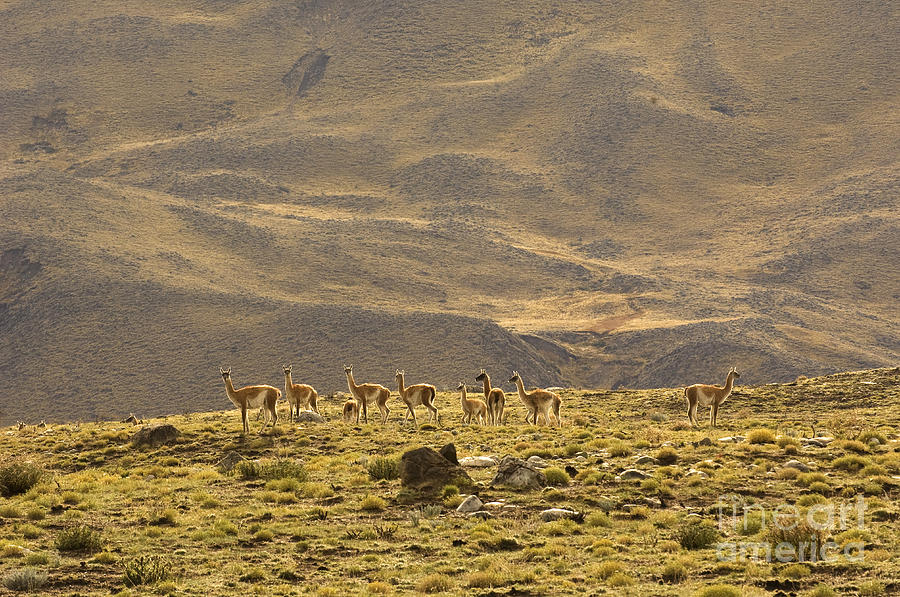 Guanaco Herd, Argentina Photograph by John Shaw - Fine Art America