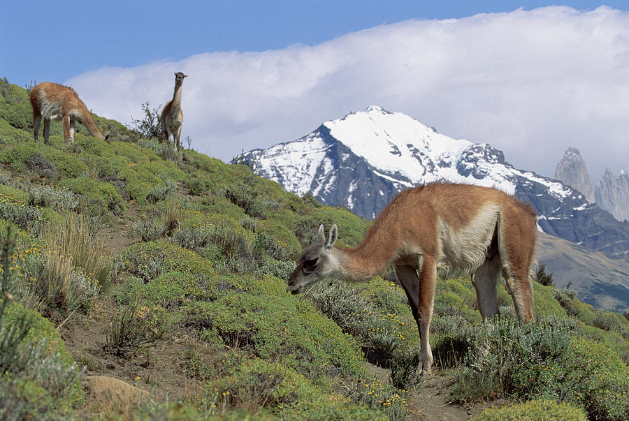 Guanaco Herd Grazing Patagonia Argentina Photograph by Konrad Wothe