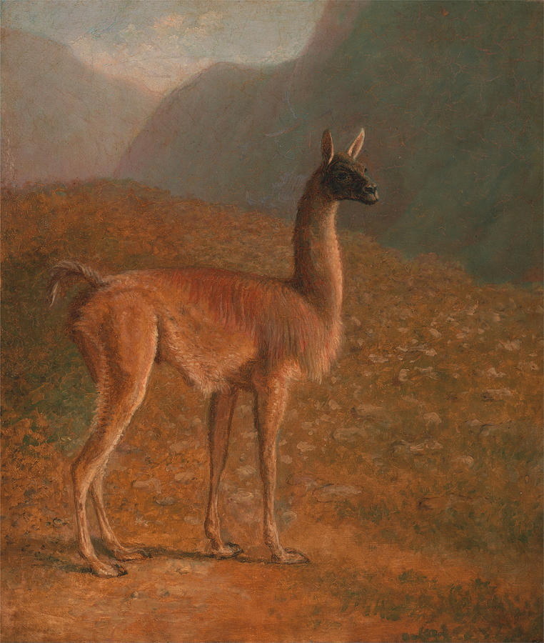 Guanaco Painting by Jacques-Laurent Agasse