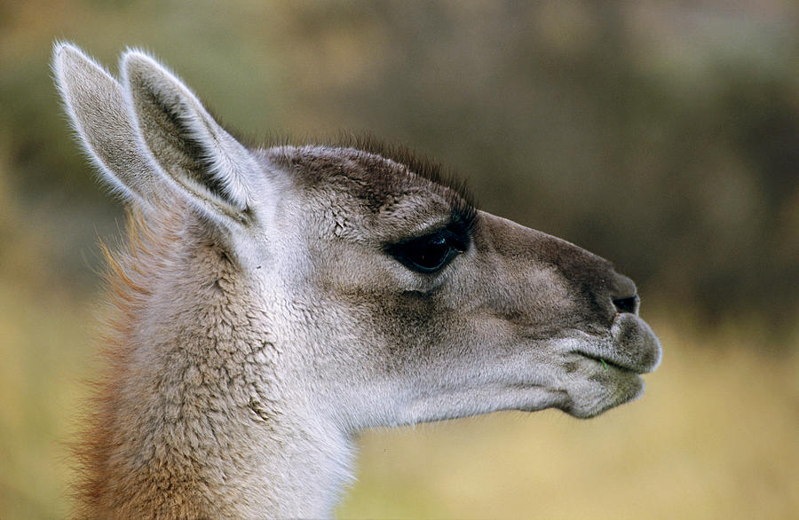 Torres Del Paine National Park Photograph - Guanaco (lama Guanicoe by Martin Zwick