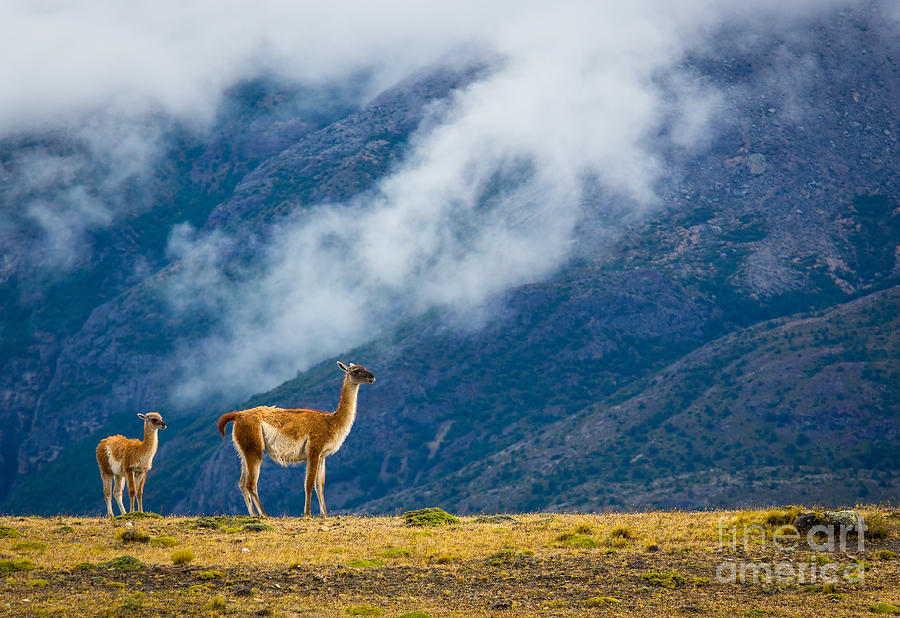 Mountain Photograph - Guanaco Mother and Child by Inge Johnsson