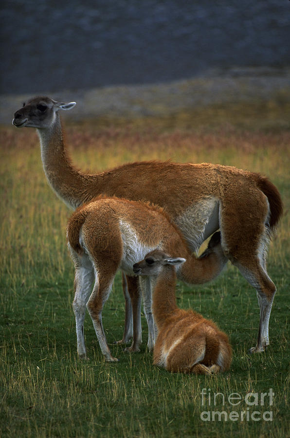 Guanaco Mother And Young Photograph by Art Wolfe
