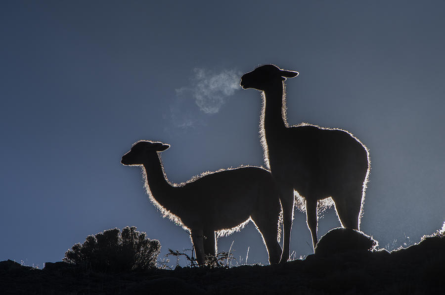 Guanaco Pair Torres Del Paine Np Photograph by Pete Oxford