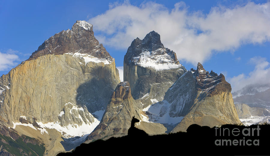 Guanaco and Cuernos del Paine Photograph by Yva Momatiuk John Eastcott