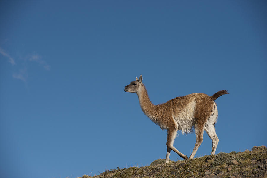 Guanaco Torres Del Paine Np Patagonia Photograph by Pete Oxford
