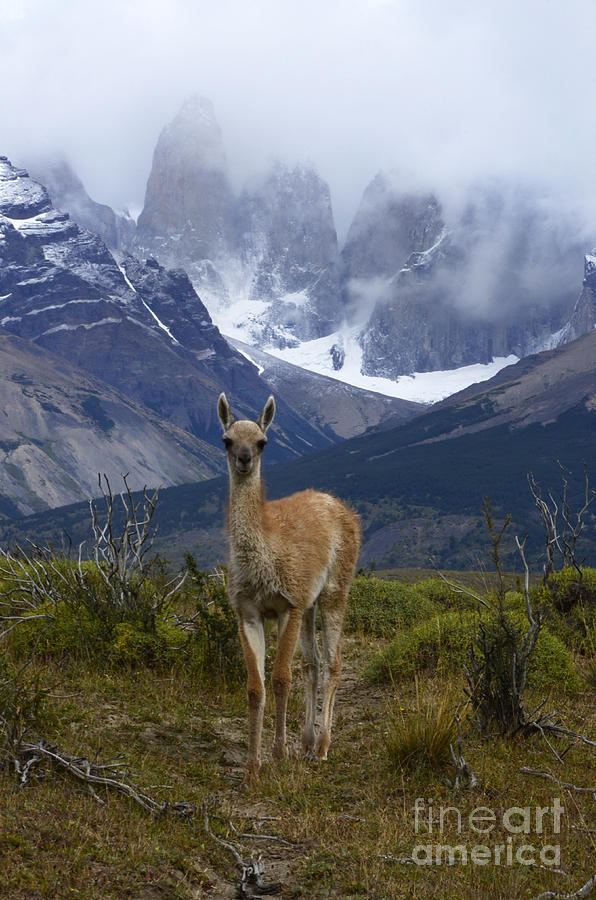 Guanaco Torres Del Paine Patagonia Photograph by Bob Christopher