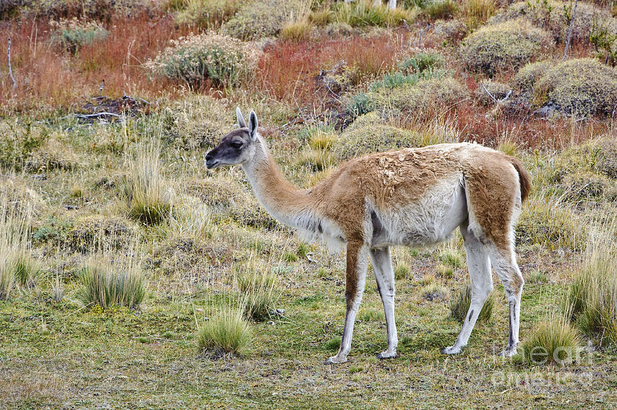 Guanacos In Chilean National Park Photograph by John Shaw