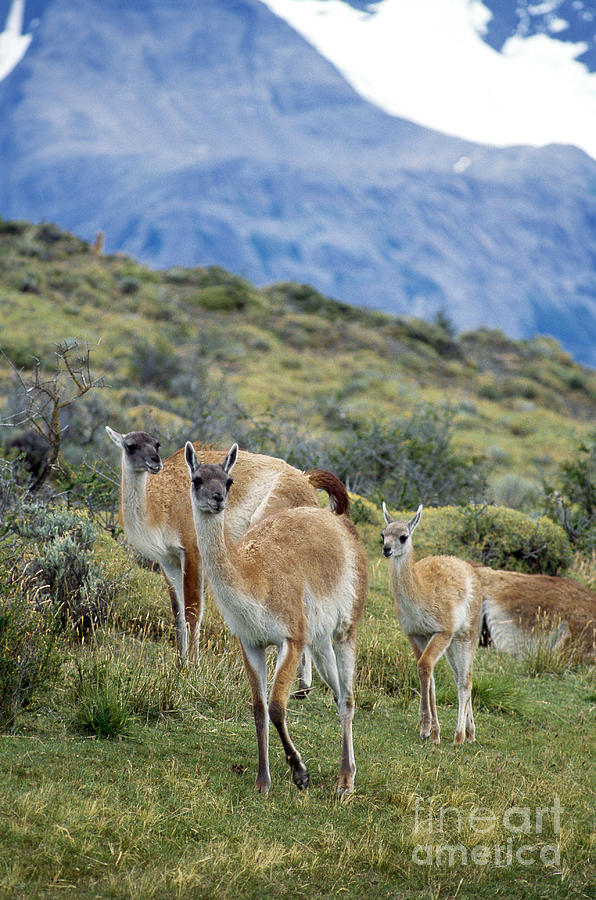 Guanacos Photograph by Mark Newman