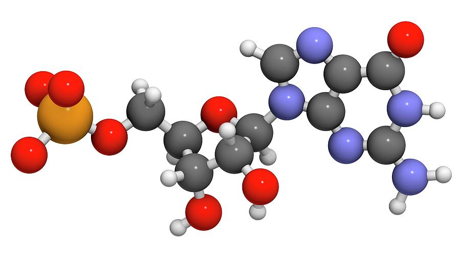 Guanosine Monophosphate Molecule Photograph by Molekuul