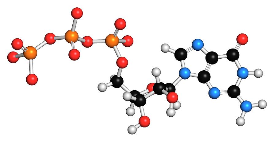 Guanosine Triphosphate Molecule Photograph by Molekuul