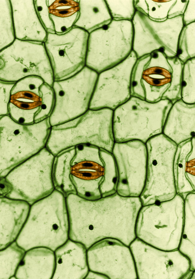 Guard Cells And Stomates In Spiderwort Photograph by Omikron