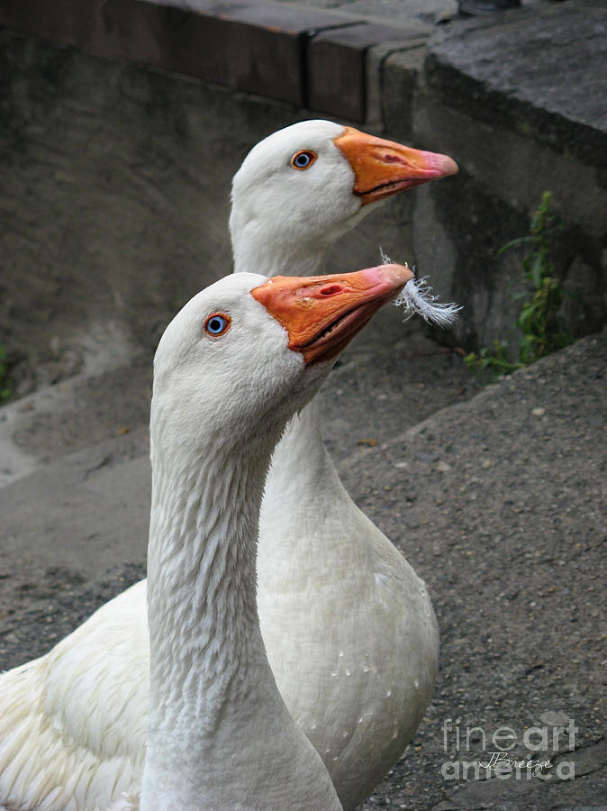 Guard Ducks of Isola Madre.Italy Photograph by Jennie Breeze