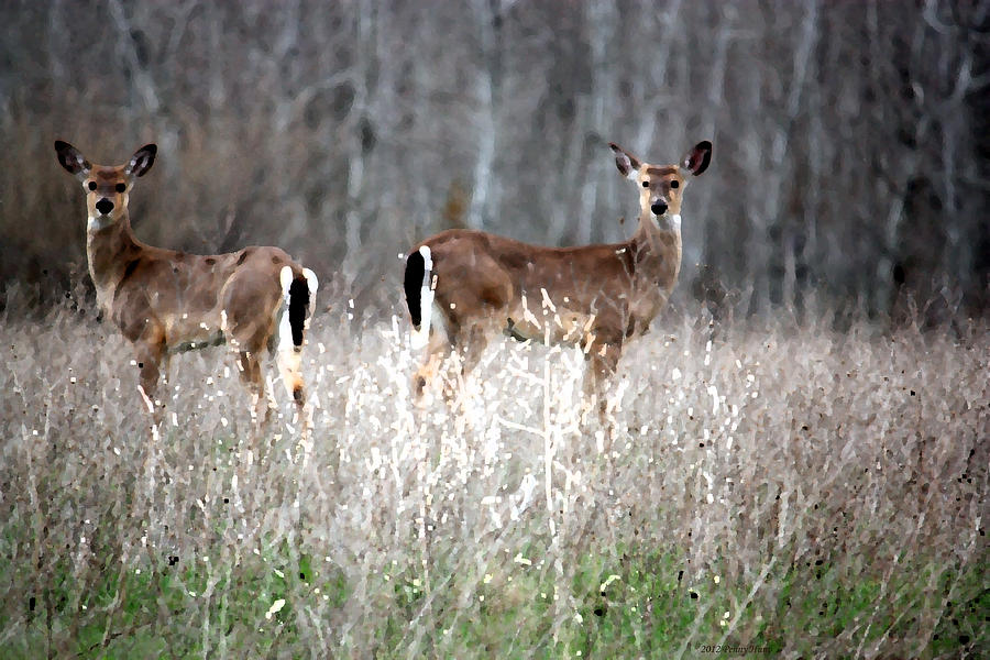 Guard Duty Whitetail Deer Photograph by Penny Hunt