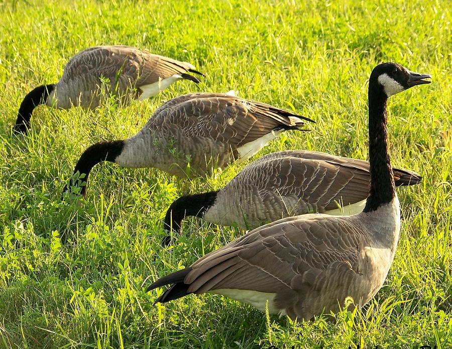 Guard Goose Photograph