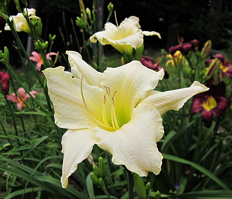 Flower Photograph - Guardian Angel Daylilies by MTBobbins Photography