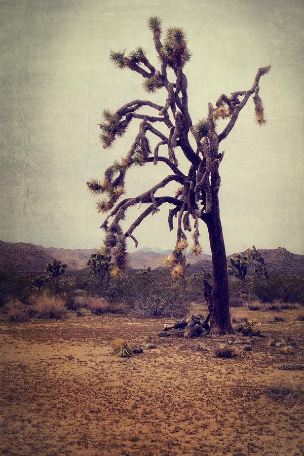 Joshua Tree National Park Photograph - Guardian of the Desert by Lucinda Walter