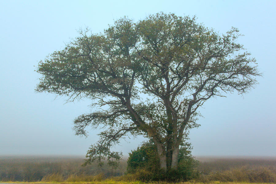 Cedar Island Photograph - Guardian of the Fog by Paula OMalley Cedar Island Photograph - Guardian of the Fog by Paula OMalley